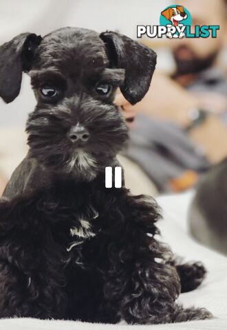 SCHNOODLE - PET or THERAPY DOG SCHNAUZER X TOY POODLE - 1RED &amp; 1GOLD MALES