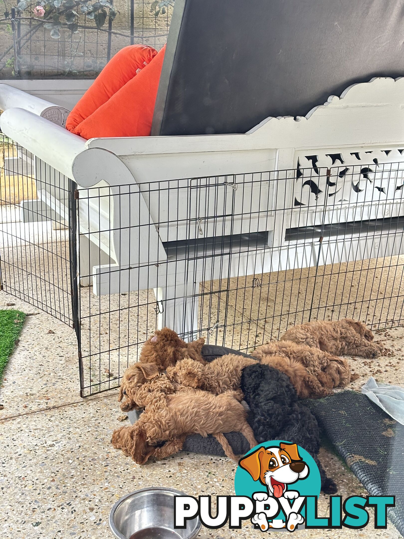 SCHNOODLE - PET or THERAPY DOG SCHNAUZER X TOY POODLE - 1RED &amp; 1GOLD MALES