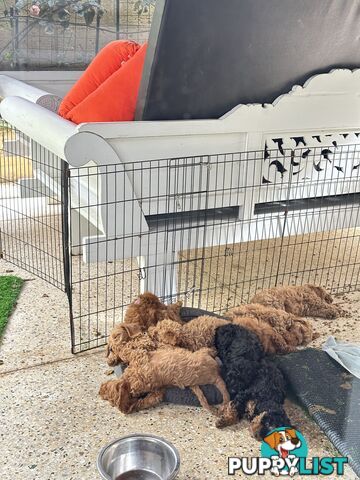 SCHNOODLE - PET or THERAPY DOG SCHNAUZER X TOY POODLE - 1RED &amp; 1GOLD MALES