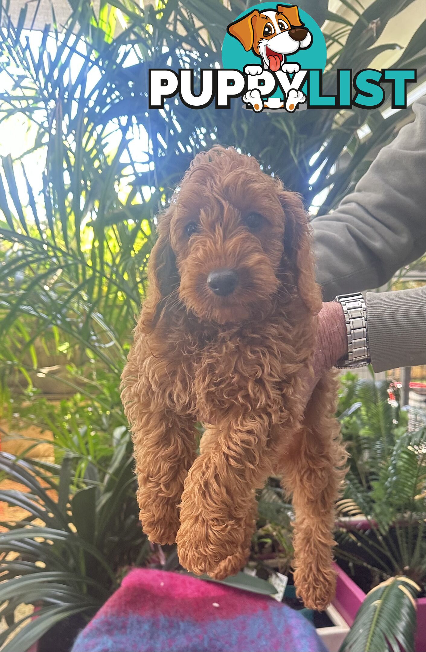 SCHNOODLE - PET or THERAPY DOG SCHNAUZER X TOY POODLE - 1RED &amp; 1GOLD MALES