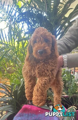 SCHNOODLE - PET or THERAPY DOG SCHNAUZER X TOY POODLE - 1RED &amp; 1GOLD MALES