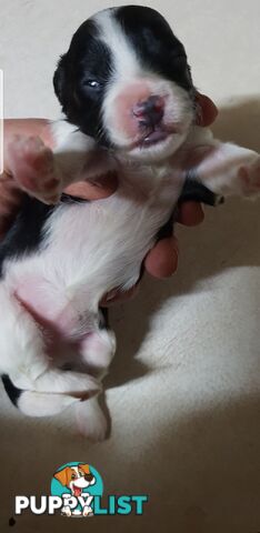 DARE TO BE DIFFERENT! STUNNING CAVOODLES - BLACK N WHITE - M&F PERTH WA