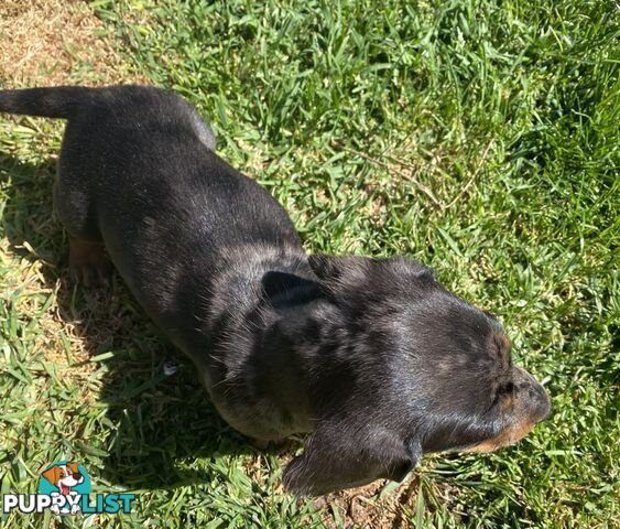 Miniature dachshund