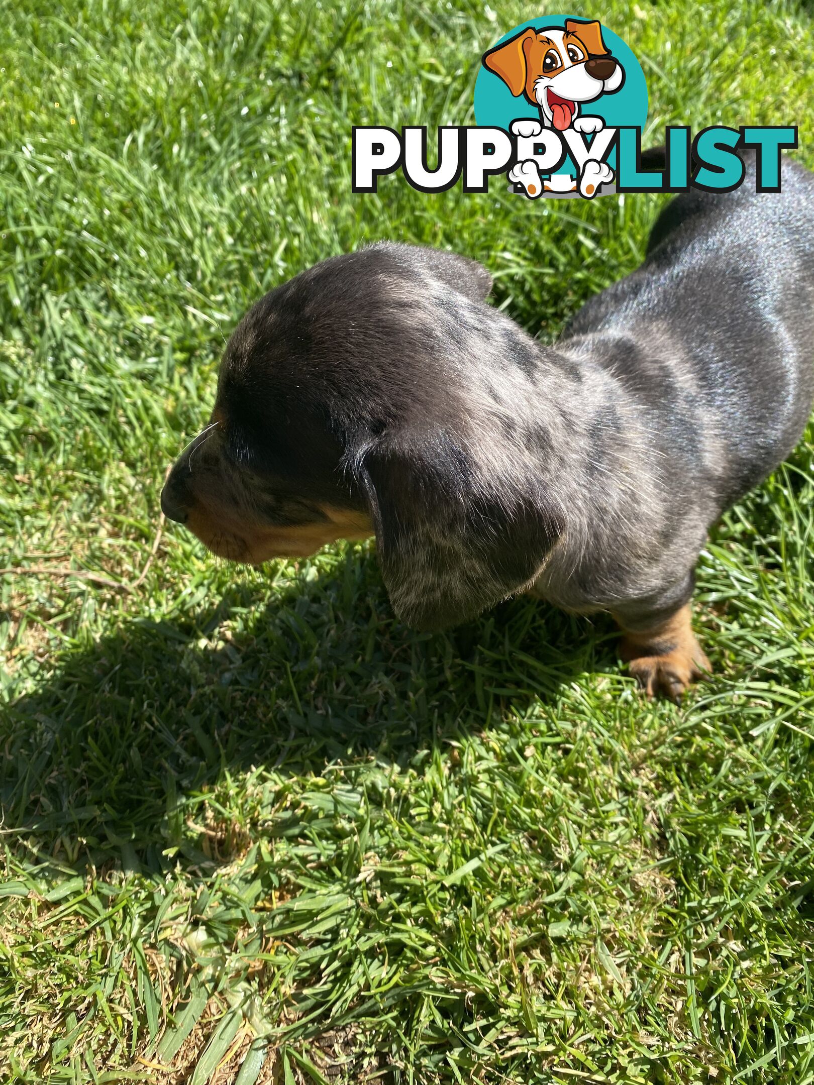 Miniature dachshund