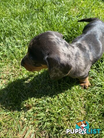 Miniature dachshund