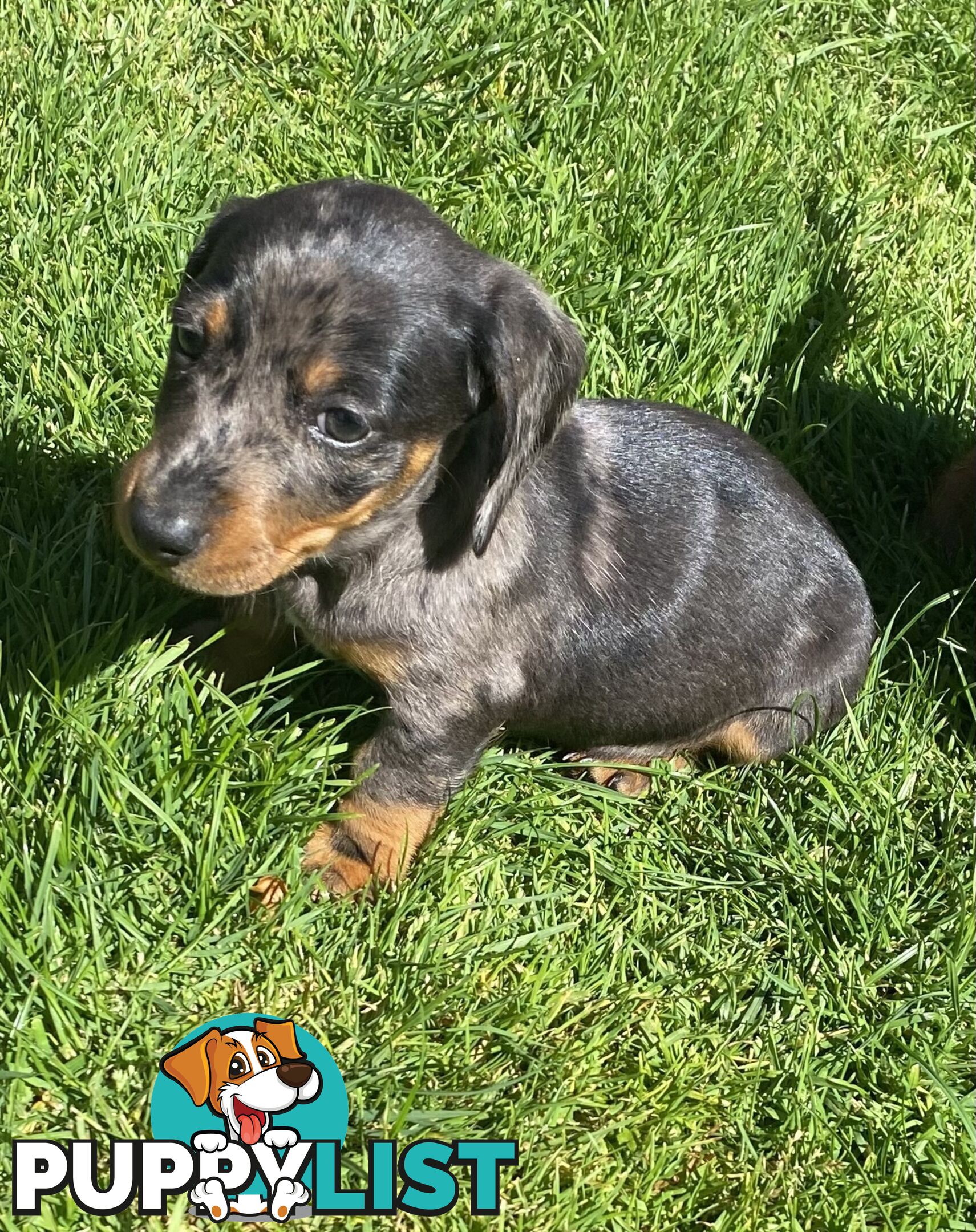 Miniature dachshund