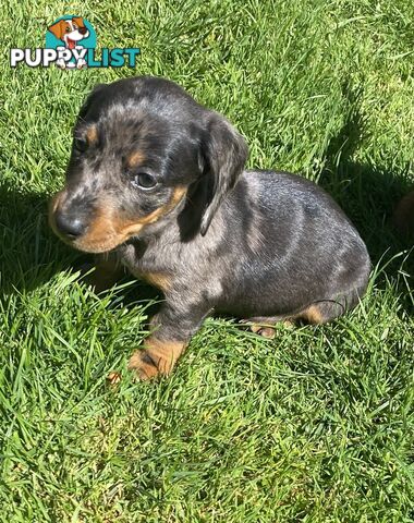 Miniature dachshund