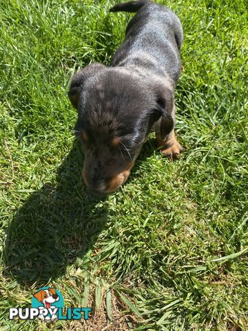 Miniature dachshund