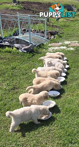 Golden-Sammy puppies (golden retriever x Samoyed)- Ready Now!