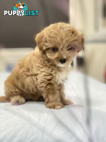 Adorable Chipoo-Poochi-Chipoodle- Poodle x Chi