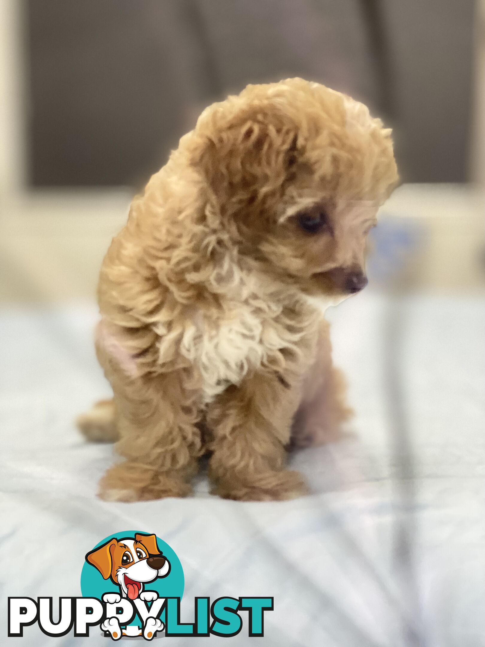 Adorable Chipoo-Poochi-Chipoodle- Poodle x Chi