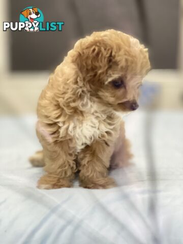 Adorable Chipoo-Poochi-Chipoodle- Poodle x Chi