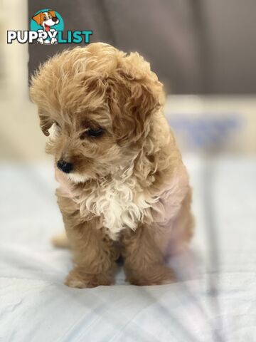 Adorable Chipoo-Poochi-Chipoodle- Poodle x Chi