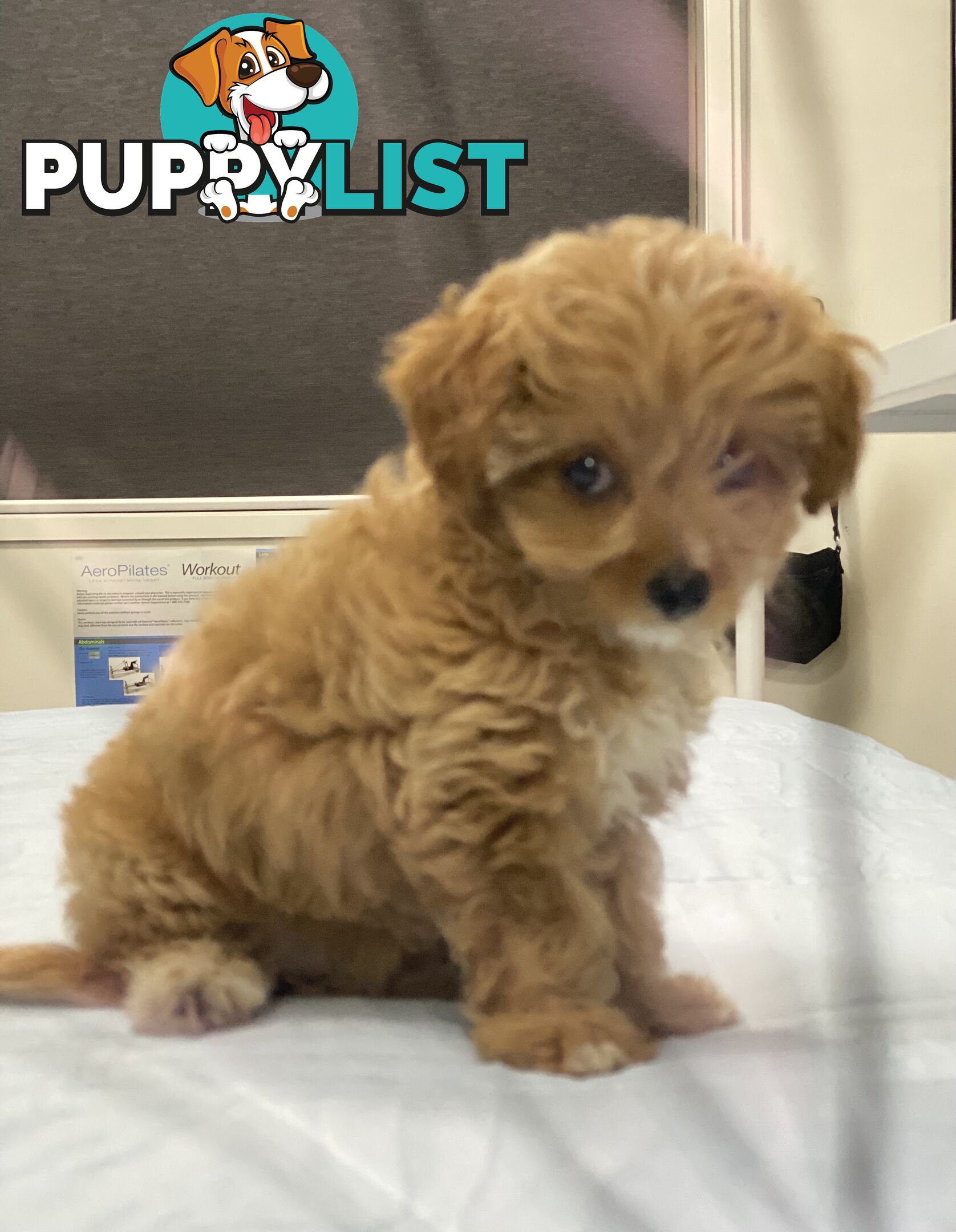 Adorable Chipoo-Poochi-Chipoodle- Poodle x Chi