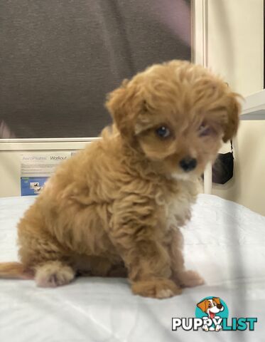 Adorable Chipoo-Poochi-Chipoodle- Poodle x Chi