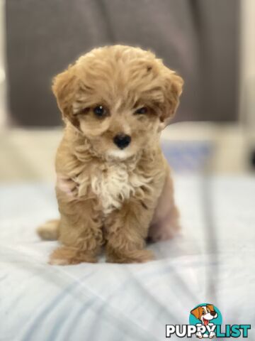 Adorable Chipoo-Poochi-Chipoodle- Poodle x Chi