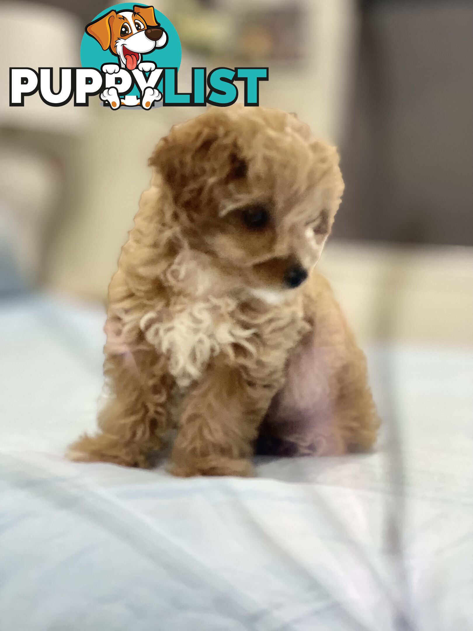 Adorable Chipoo-Poochi-Chipoodle- Poodle x Chi