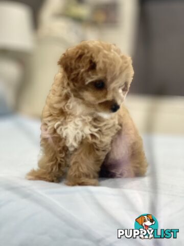 Adorable Chipoo-Poochi-Chipoodle- Poodle x Chi