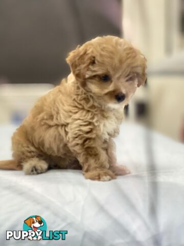 Adorable Chipoo-Poochi-Chipoodle- Poodle x Chi