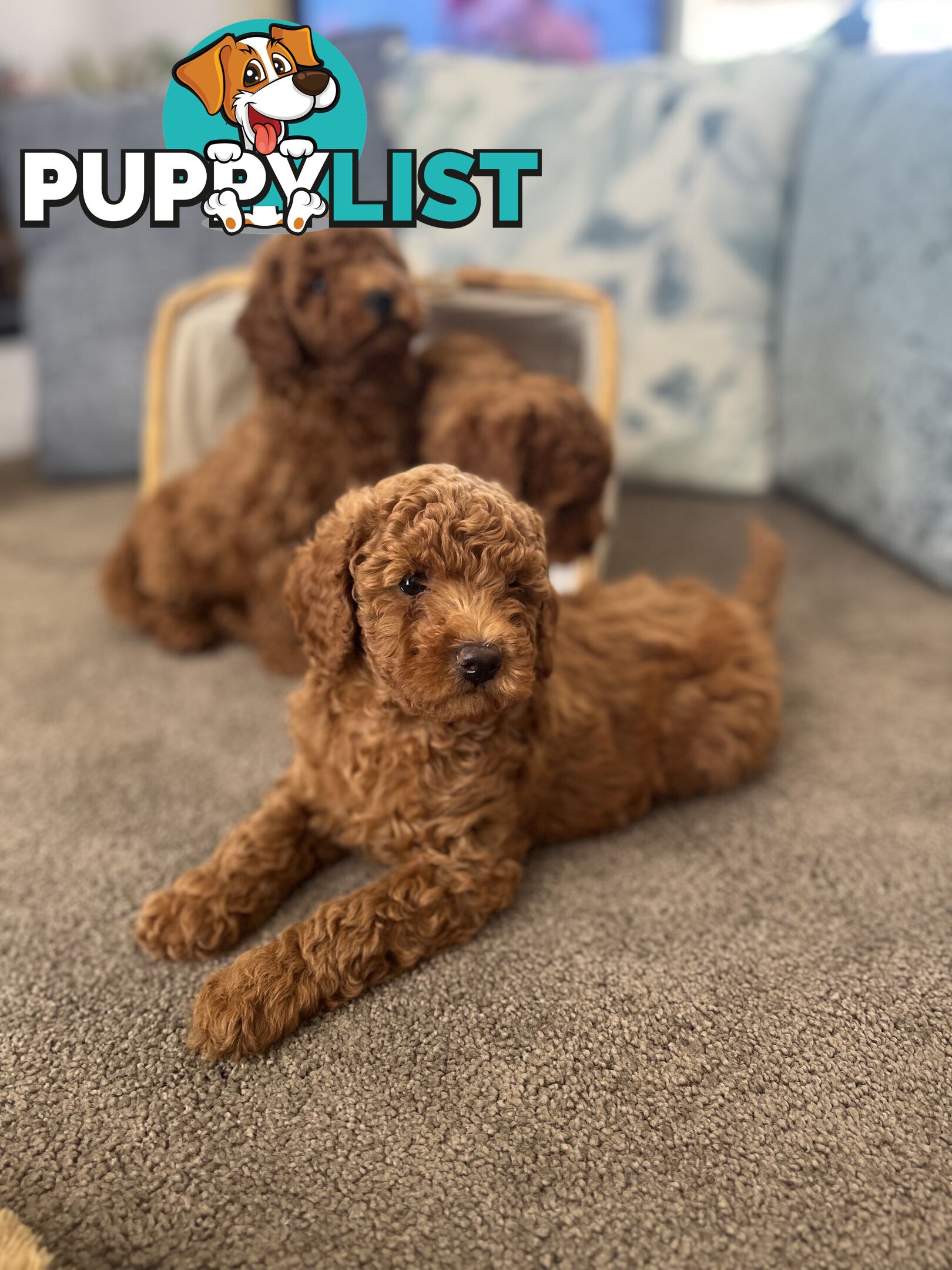 Toy Cavoodle Puppies