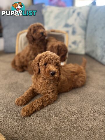 Toy Cavoodle Puppies