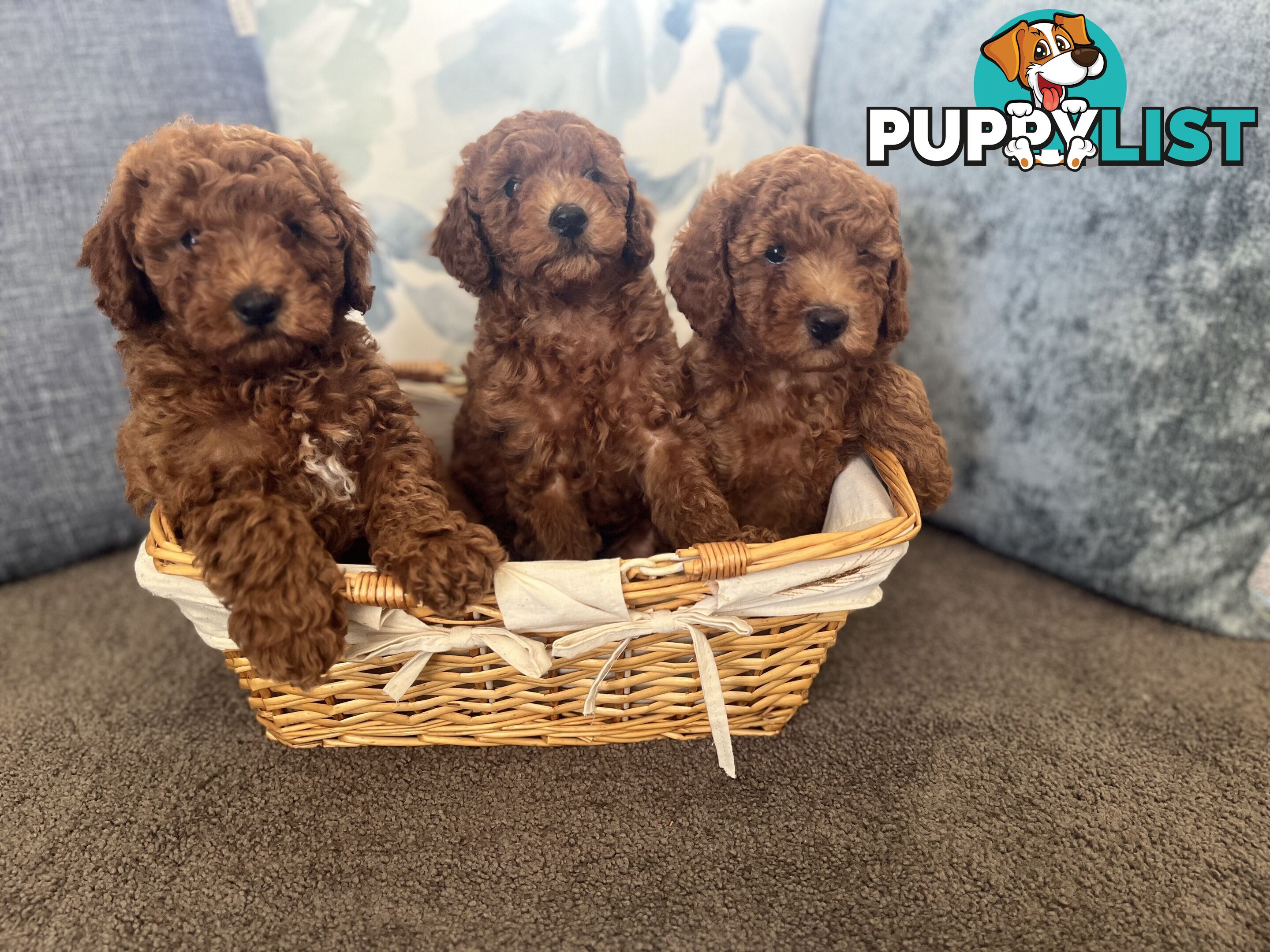 Toy Cavoodle Puppies