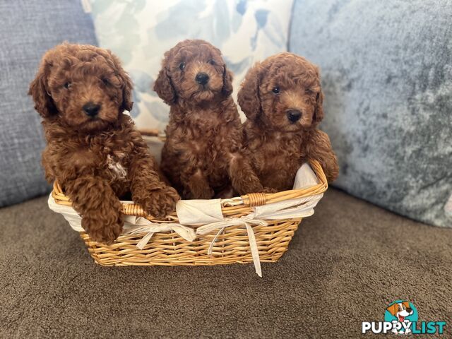 Toy Cavoodle Puppies