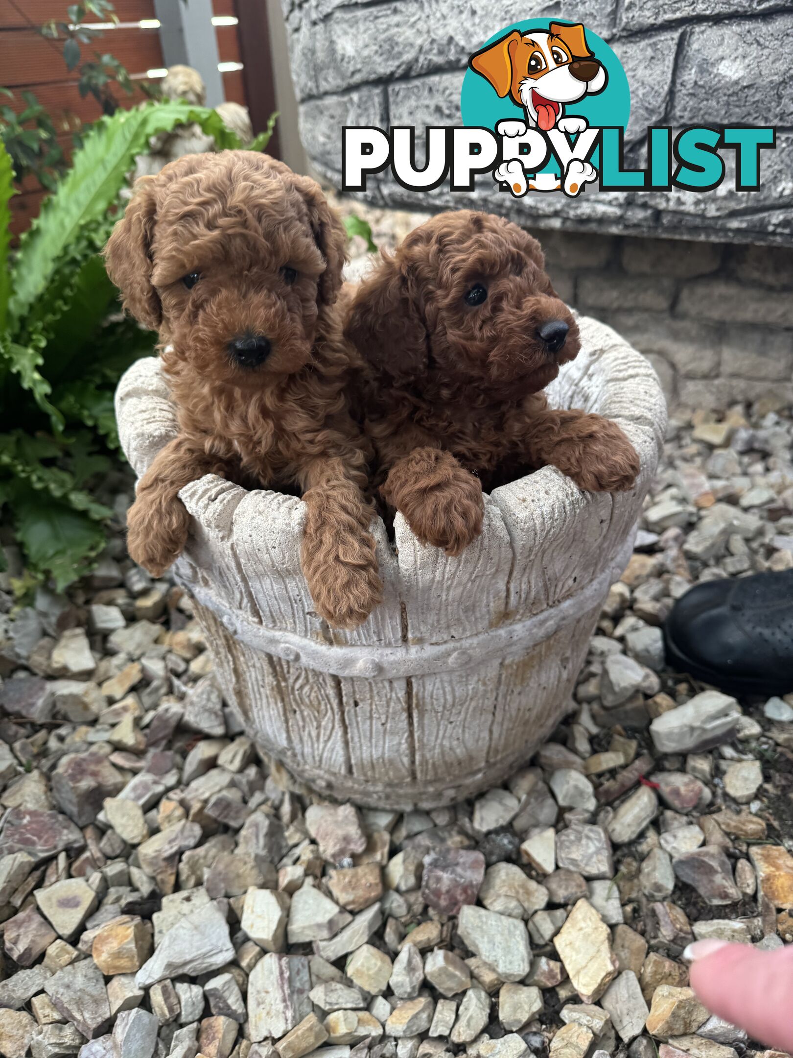 Toy Cavoodle Puppies