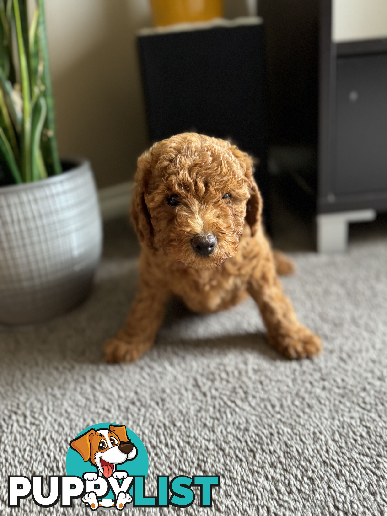 Toy Cavoodle Puppies