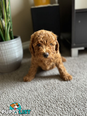 Toy Cavoodle Puppies