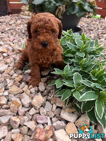 Toy Cavoodle Puppies