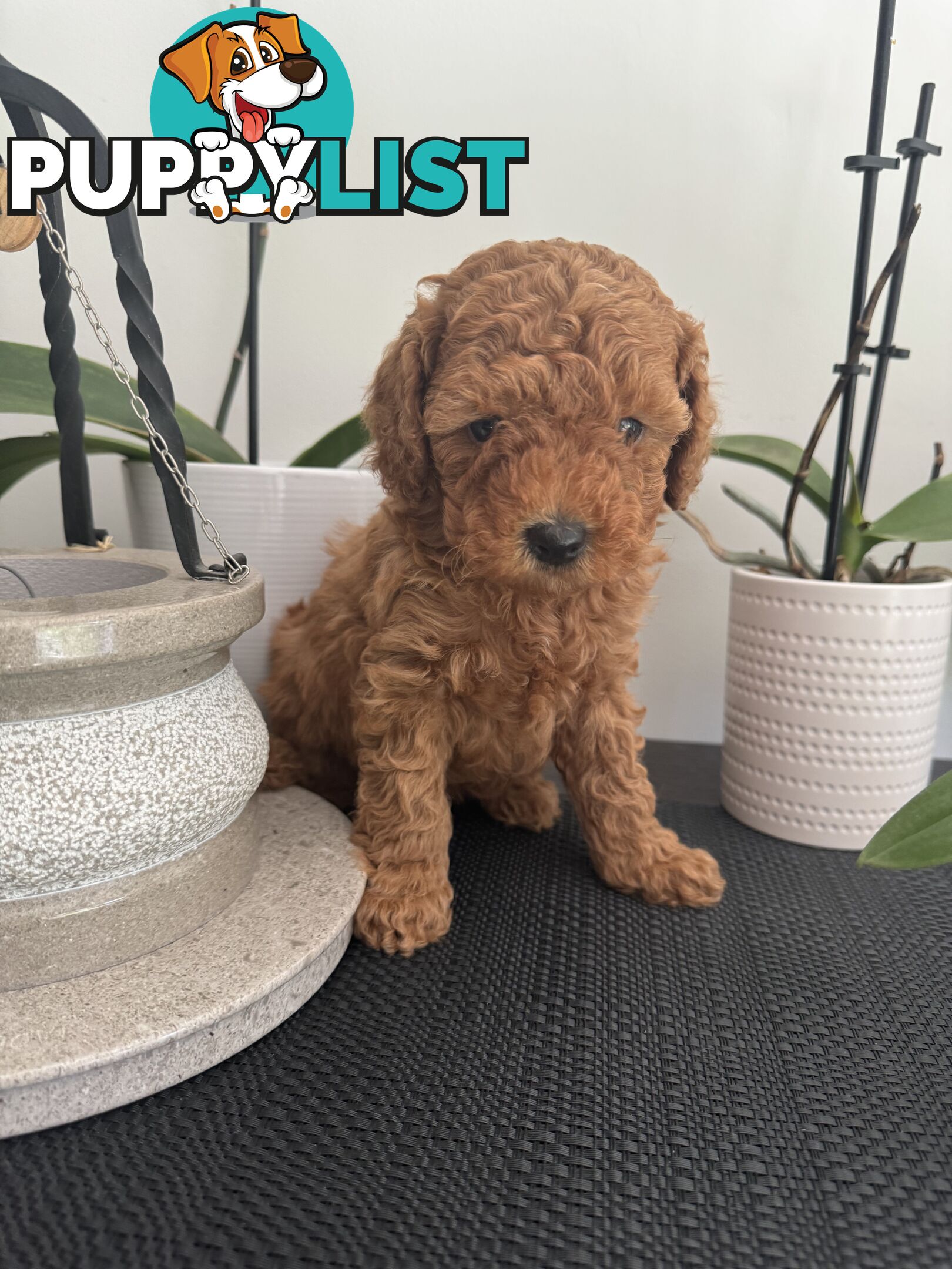 Toy Cavoodle Puppies