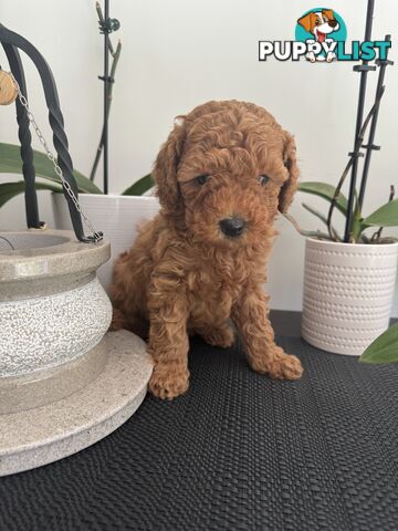 Toy Cavoodle Puppies