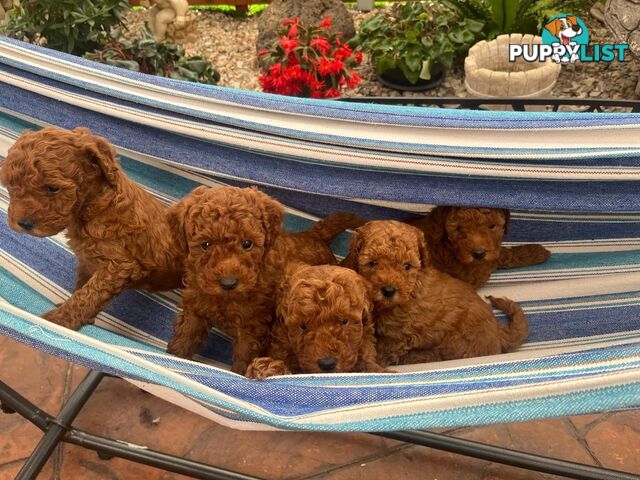 Toy Cavoodle Puppies