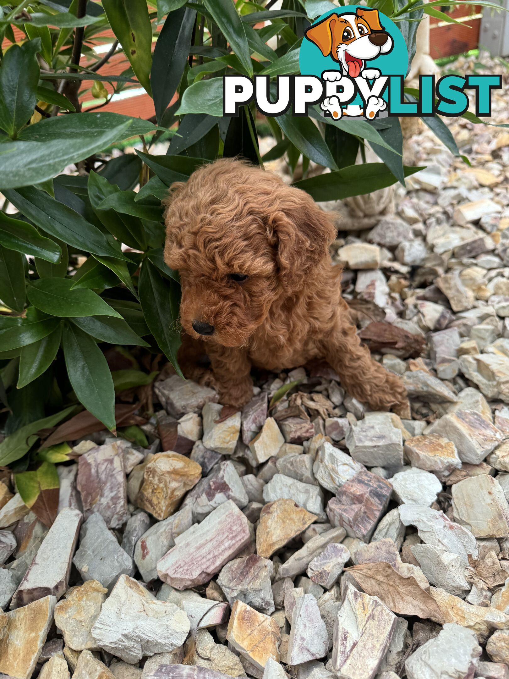 Toy Cavoodle Puppies