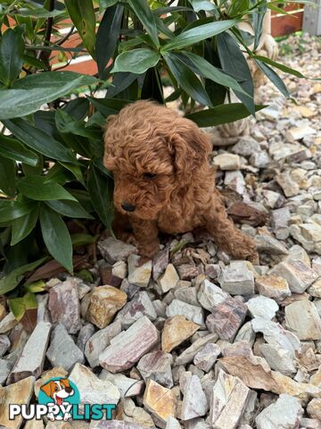 Toy Cavoodle Puppies