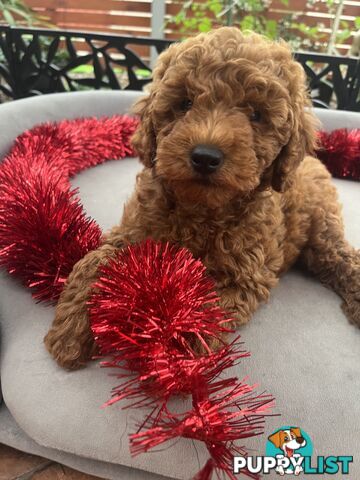 Toy Cavoodle Puppies