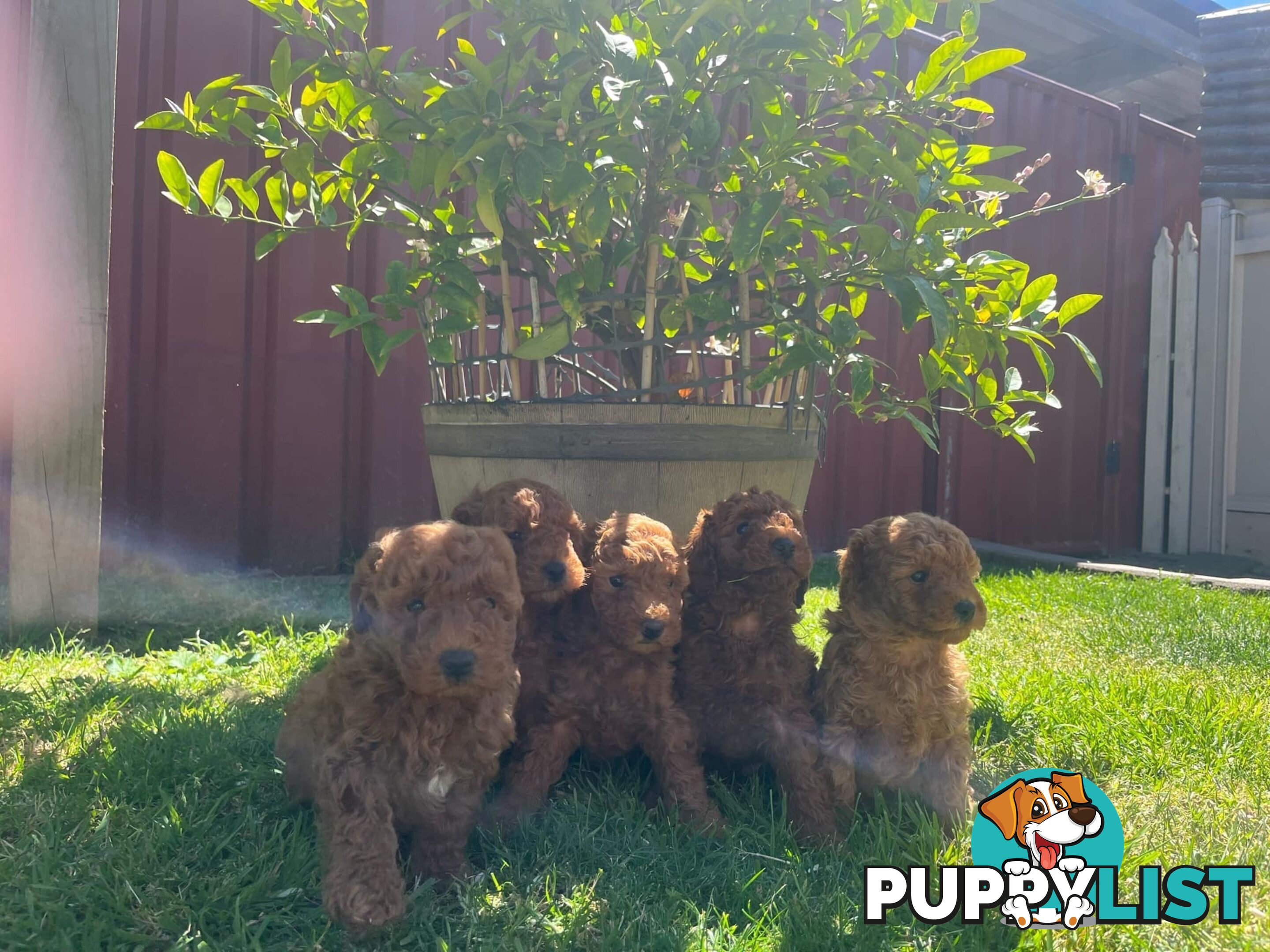 Toy Cavoodle Puppies