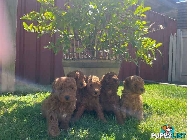 Toy Cavoodle Puppies