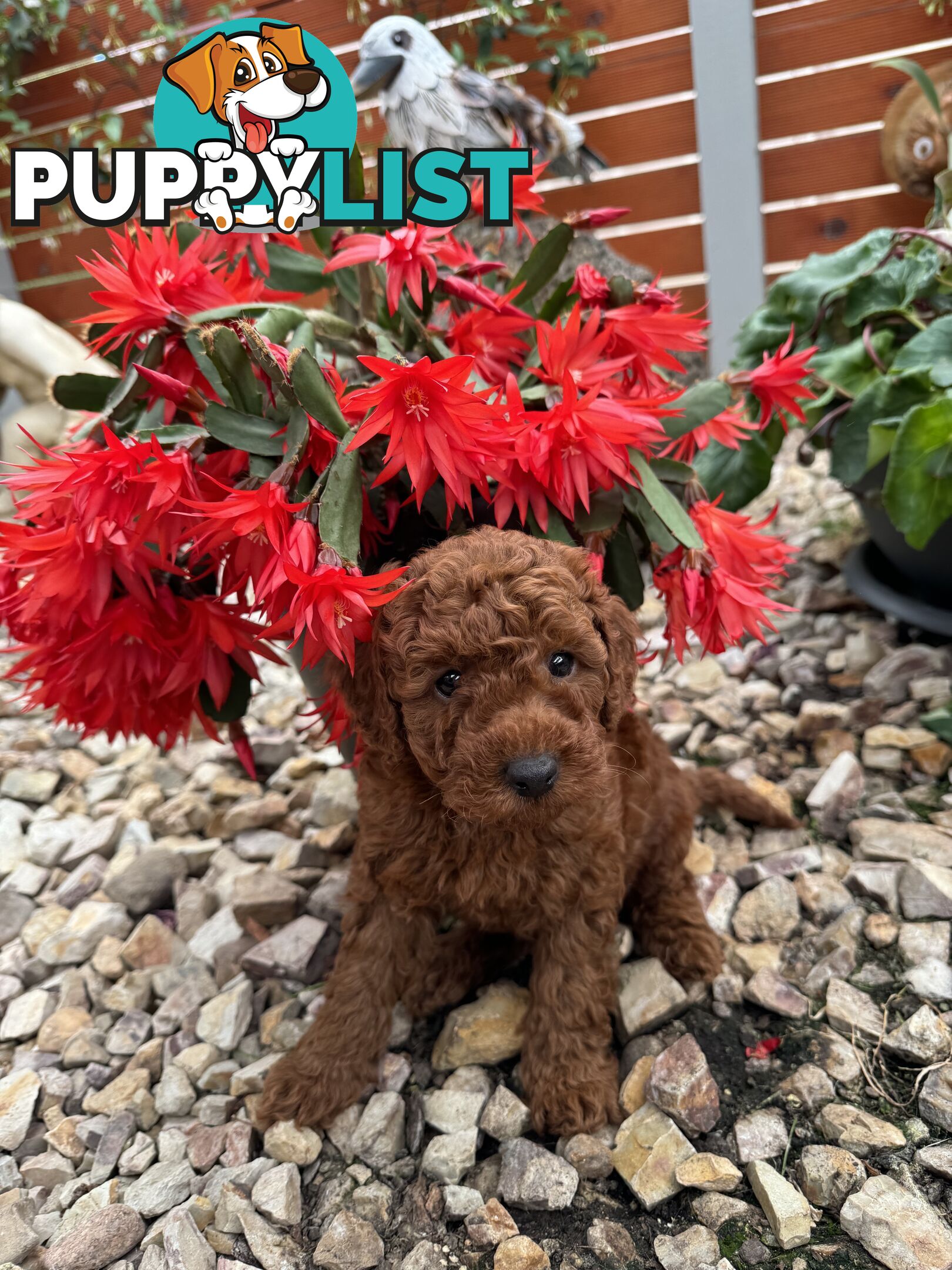 Toy Cavoodle Puppies