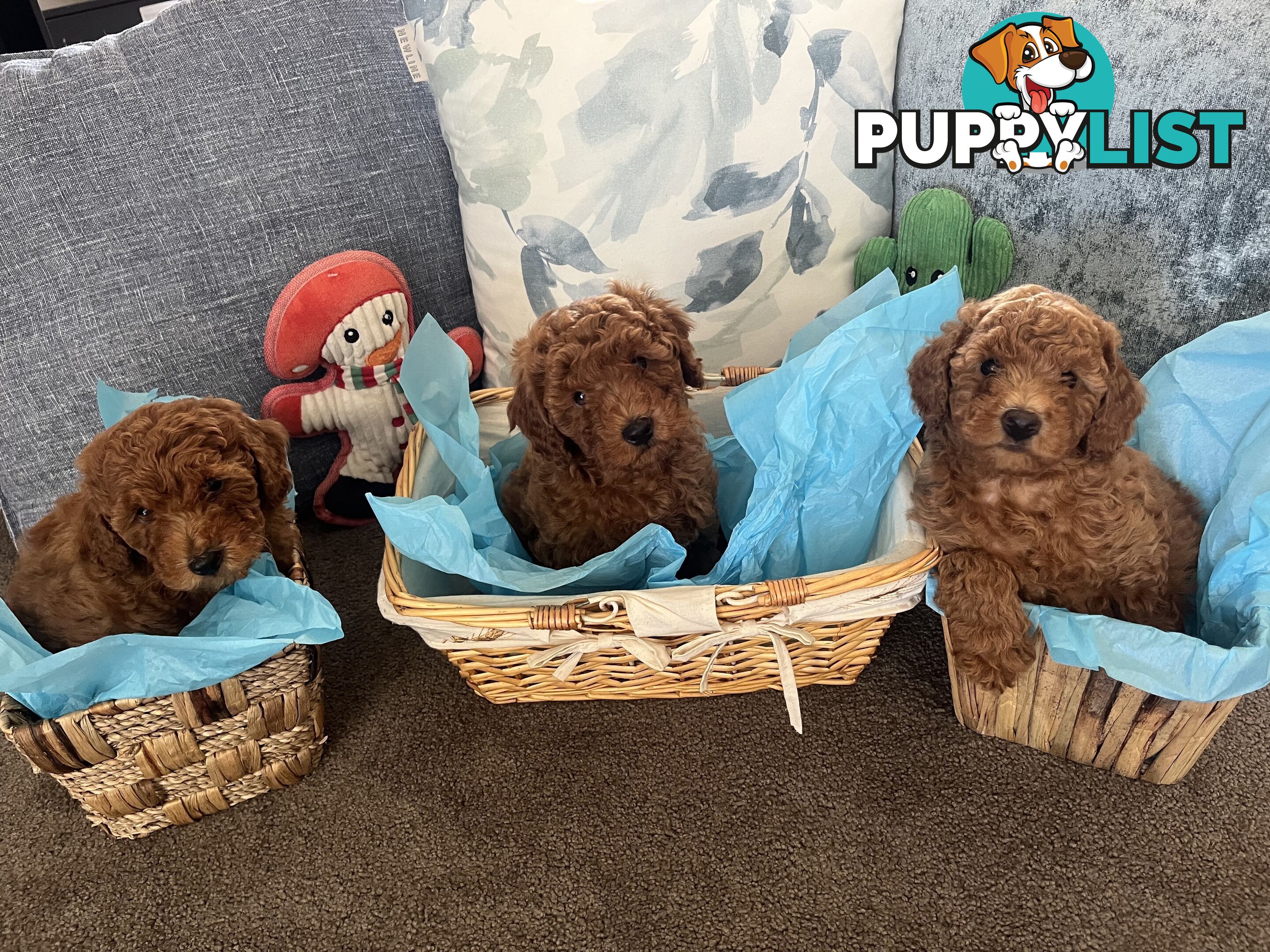 Toy Cavoodle Puppies