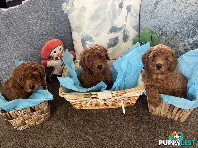 Toy Cavoodle Puppies