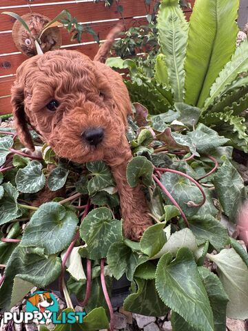 Toy Cavoodle Puppies