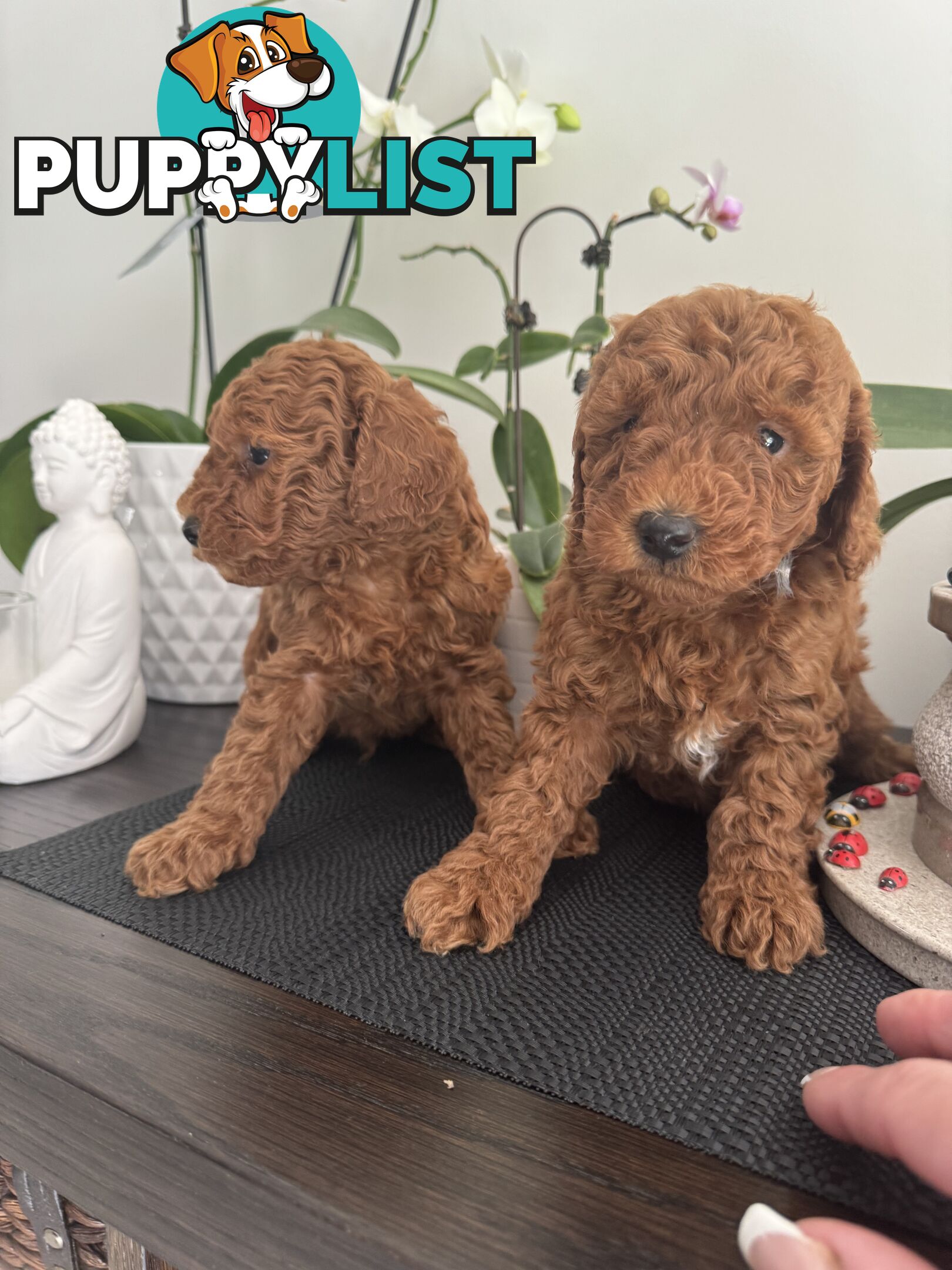 Toy Cavoodle Puppies