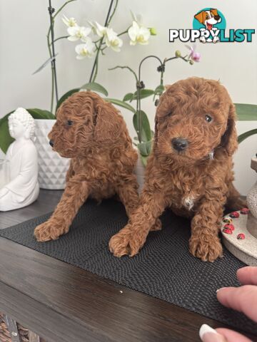 Toy Cavoodle Puppies