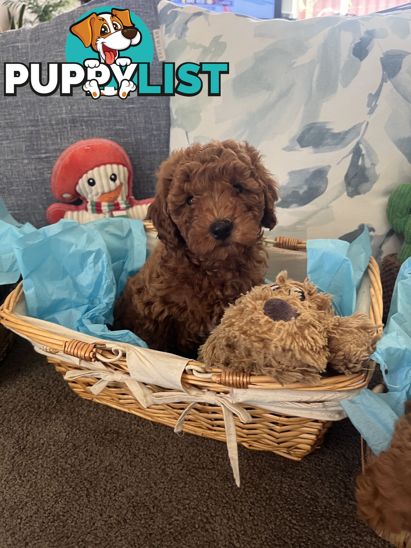 Toy Cavoodle Puppies