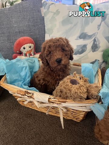 Toy Cavoodle Puppies