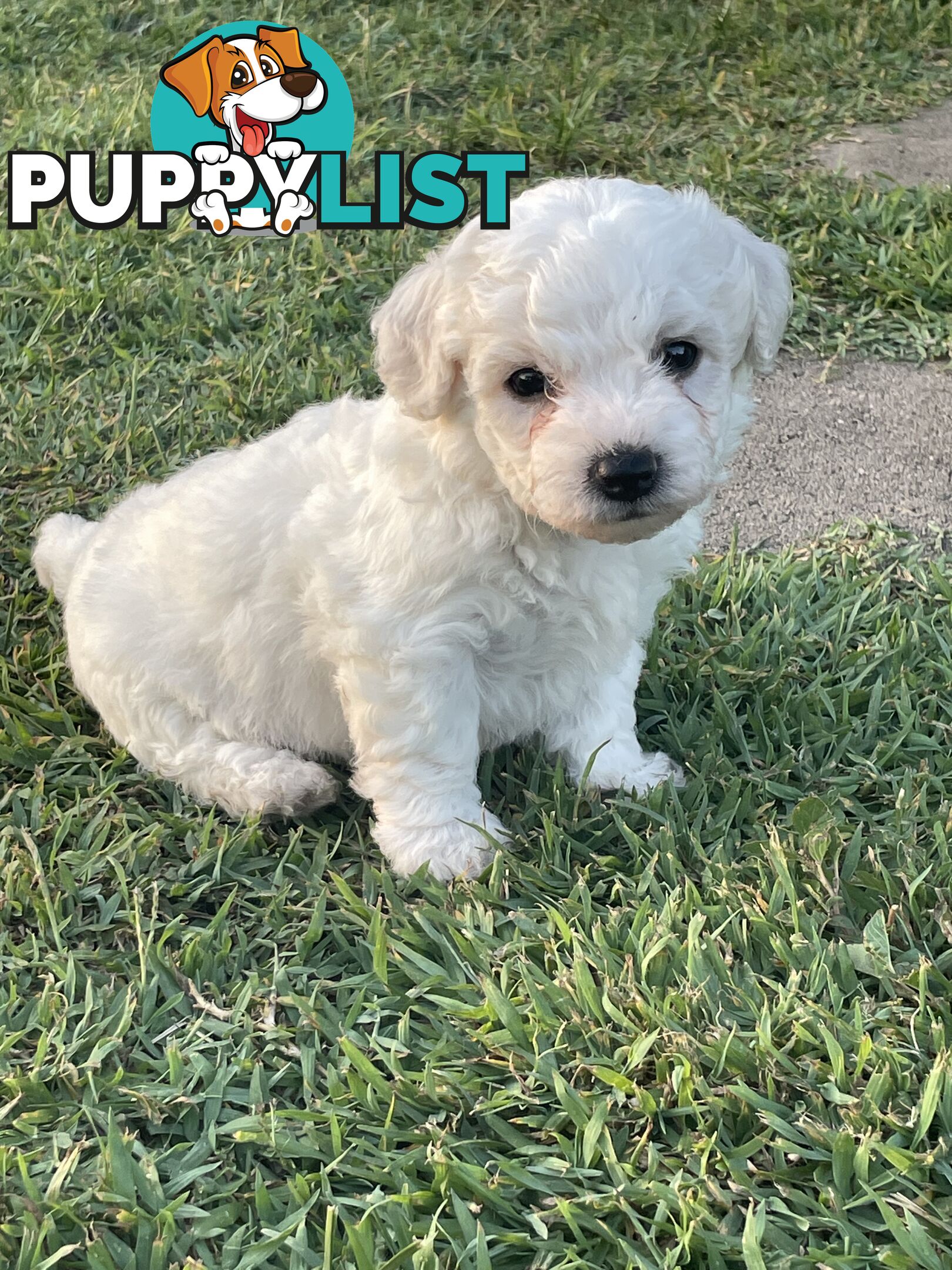 Purebred bichon frise puppies