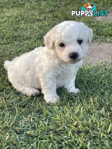 Purebred bichon frise puppies