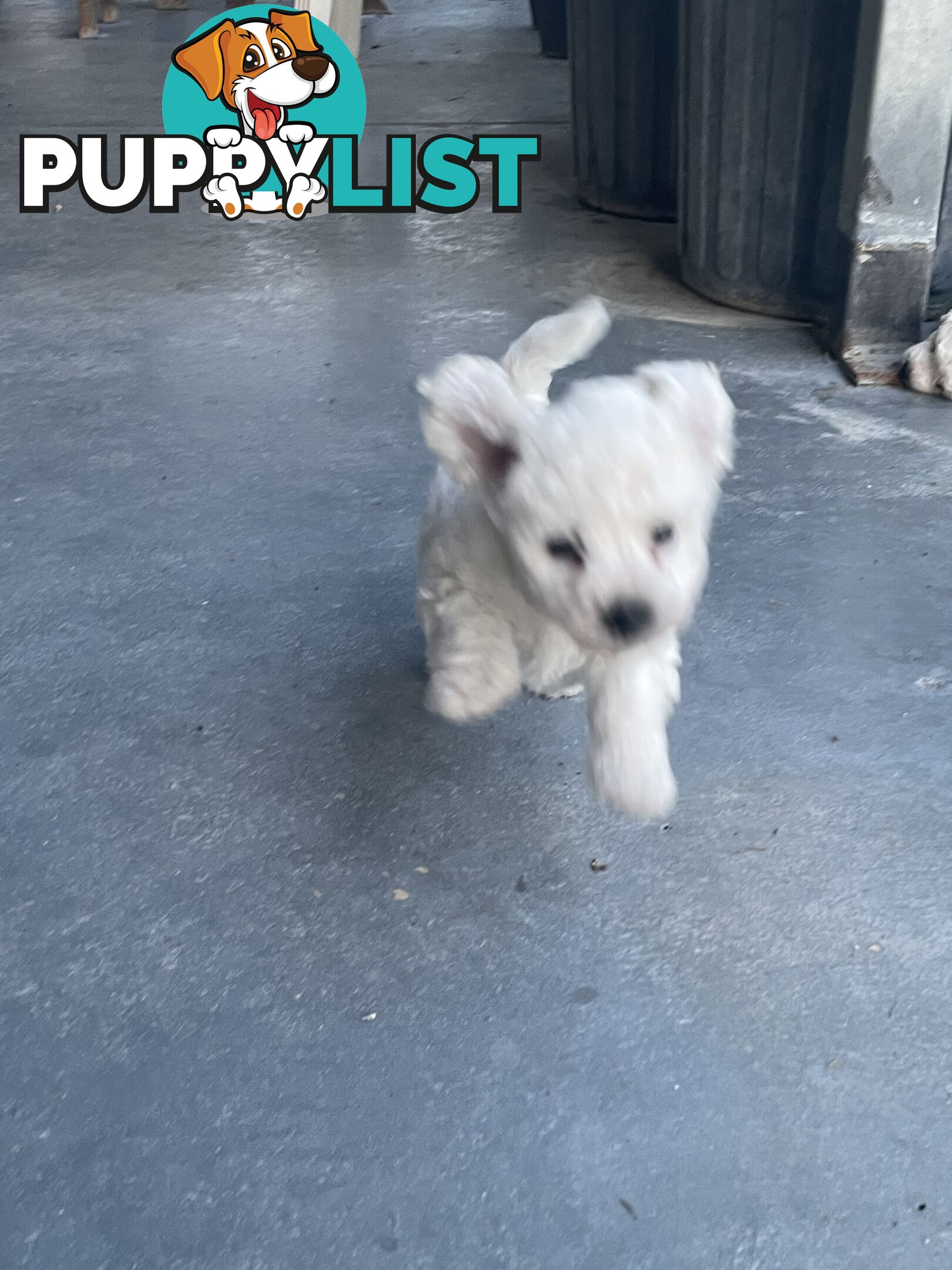 Purebred bichon frise puppies